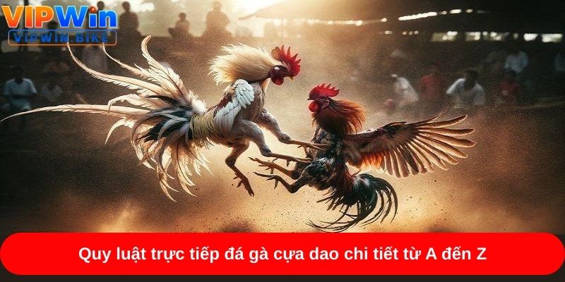 Quy luật trực tiếp đá gà cựa dao chi tiết từ A đến Z