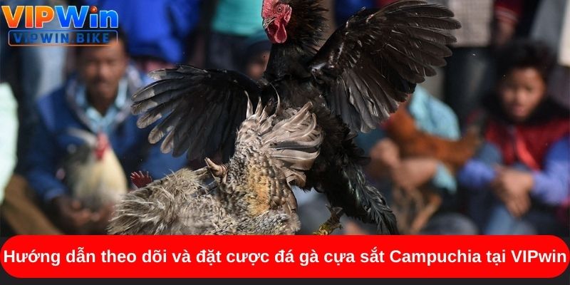 Tổng quan về bộ môn trực tiếp đá gà cựa dao