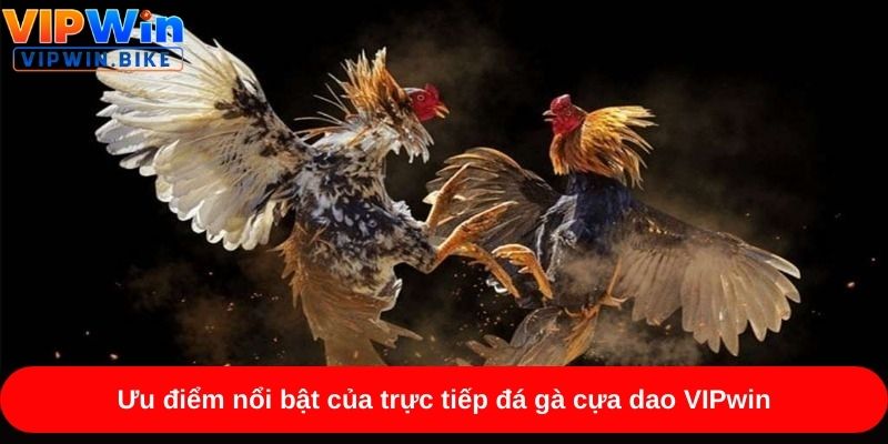 Ưu điểm nổi bật của trực tiếp đá gà cựa dao VIPwin