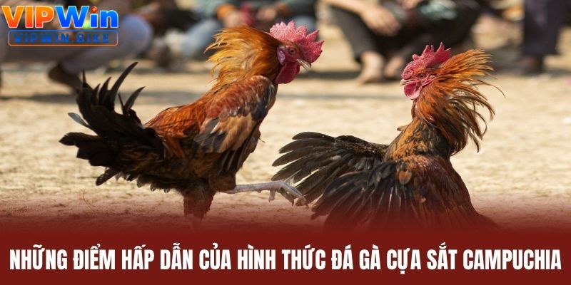 Hướng dẫn theo dõi và đặt cược đá gà cựa sắt Campuchia tại VIPwin