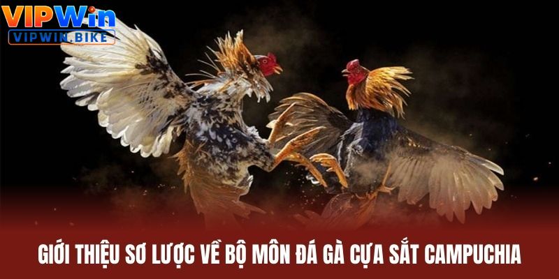 Giới thiệu sơ lược về bộ môn đá gà cựa sắt Campuchia