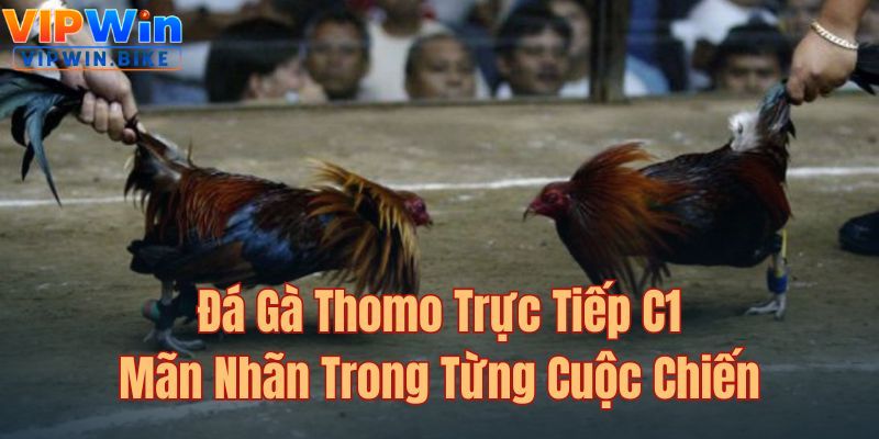 Đá Gà Thomo Trực Tiếp C1: Mãn Nhãn Trong Từng Cuộc Chiến