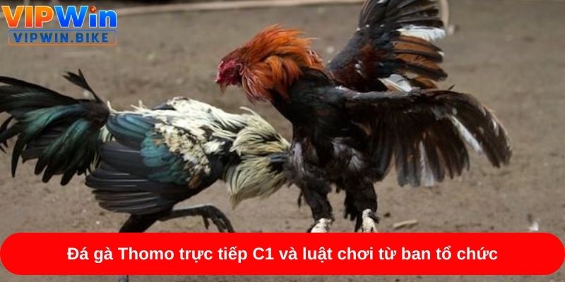 Đá gà Thomo trực tiếp C1 và luật chơi từ ban tổ chức