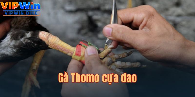 Mãn nhãn với các màn ra đòn trong trận chiến cựa dao