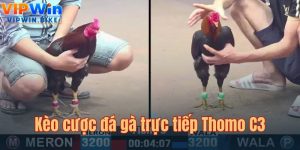 Đá Gà Trực Tiếp Thomo C3 – Hấp dẫn nghẹt thở không thể bỏ lỡ