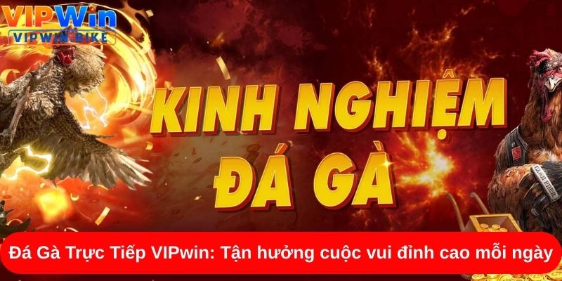 Đá Gà Trực Tiếp VIPwin: Tận hưởng cuộc vui đỉnh cao mỗi ngày