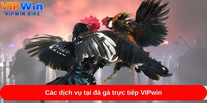 Các dịch vụ tại đá gà trực tiếp VIPwin