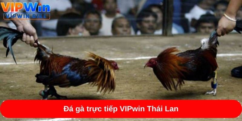 Đá gà trực tiếp VIPwin Thái Lan