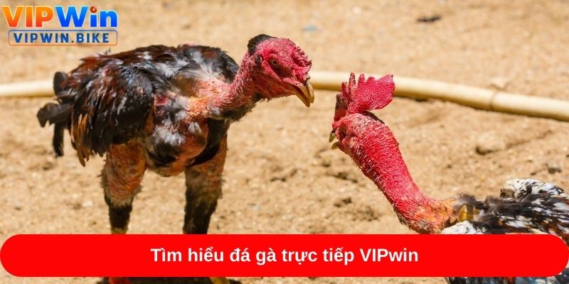Tìm hiểu đá gà trực tiếp VIPwin