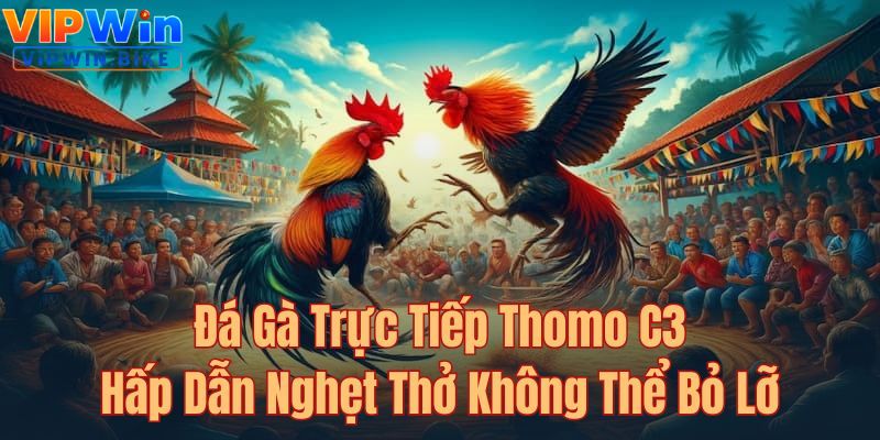Các trận đấu gà trực tiếp C3 vô cùng cuồng nhiệt